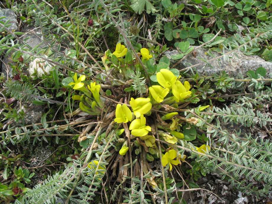 Image of Astragalus alatavicus specimen.