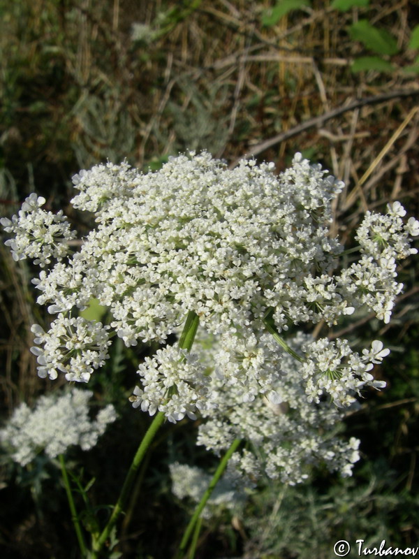 Image of Daucus carota specimen.