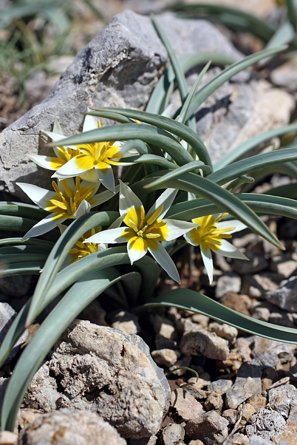 Изображение особи Tulipa turkestanica.