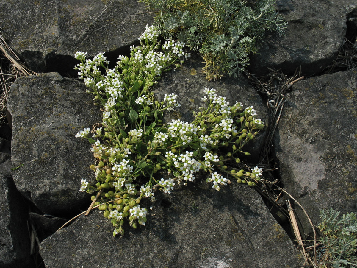 Изображение особи Cochlearia anglica.