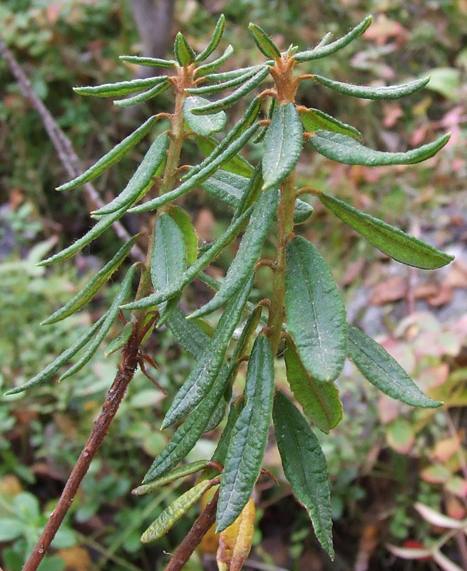 Image of Ledum palustre specimen.