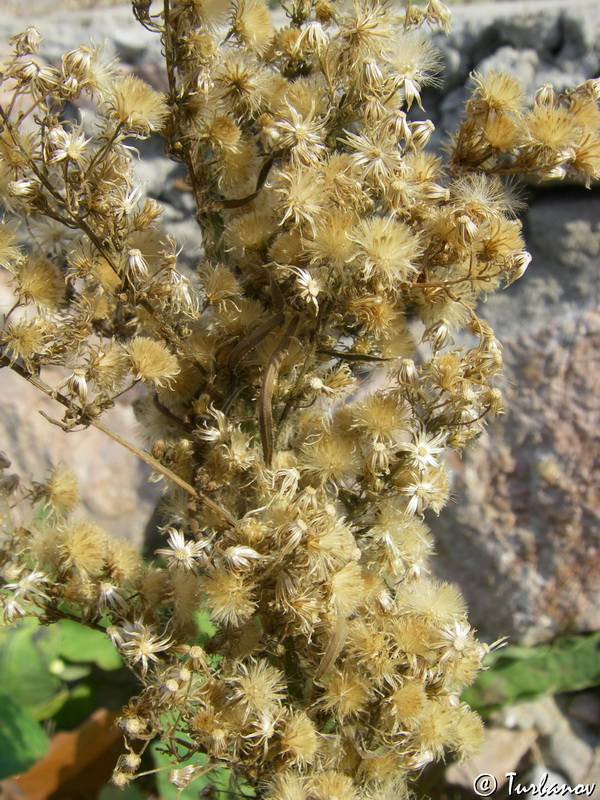 Image of Conyza canadensis specimen.