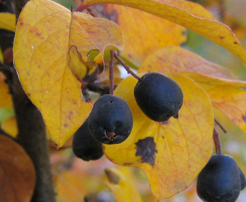 Image of Cotoneaster lucidus specimen.