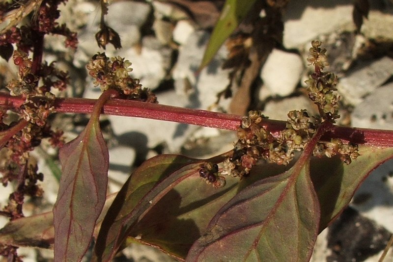 Image of Lipandra polysperma specimen.