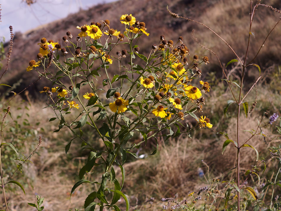 Image of Helenium autumnale specimen.