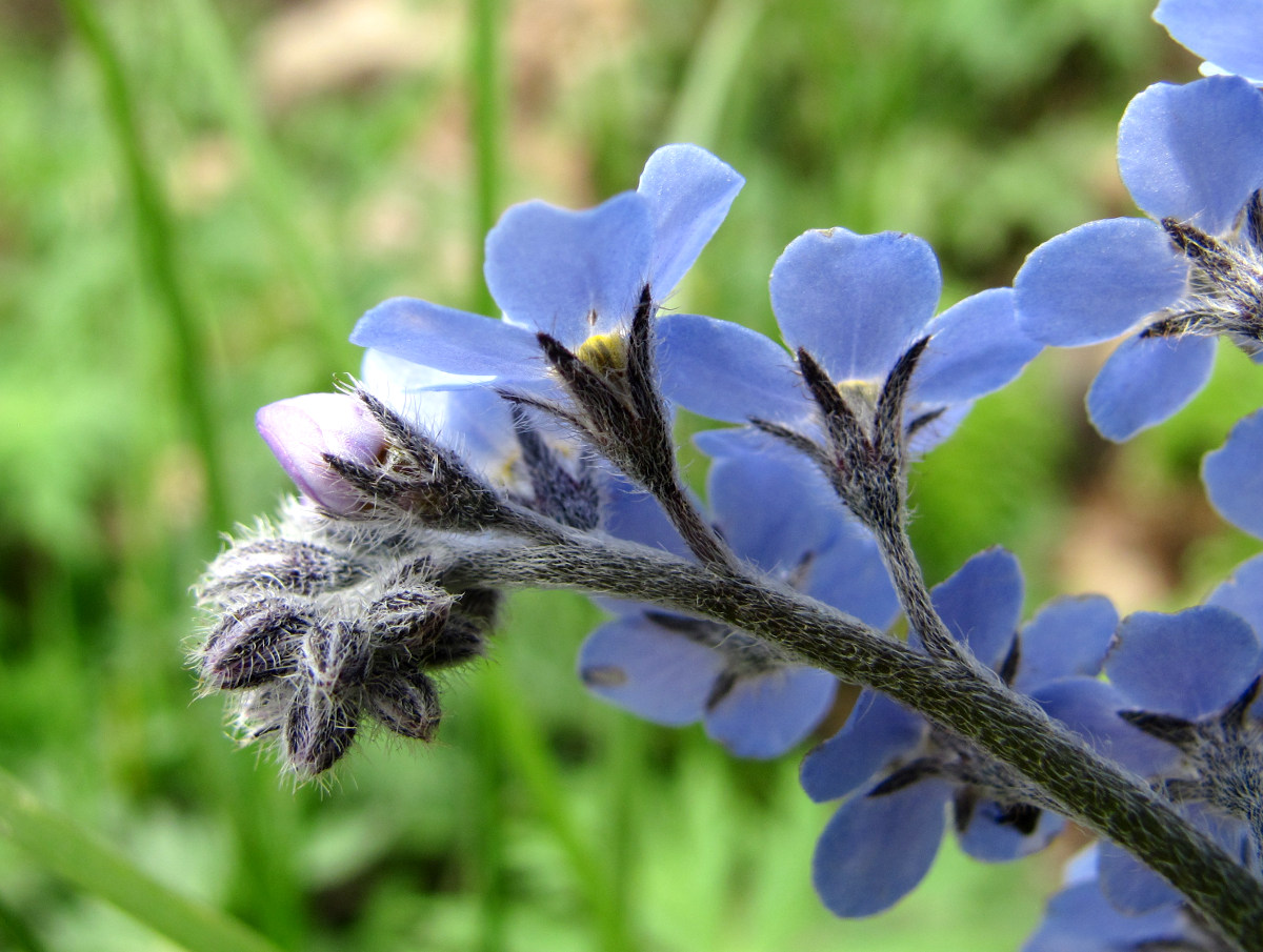 Image of Myosotis alpestris specimen.