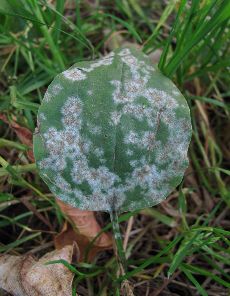 Image of Plantago major specimen.