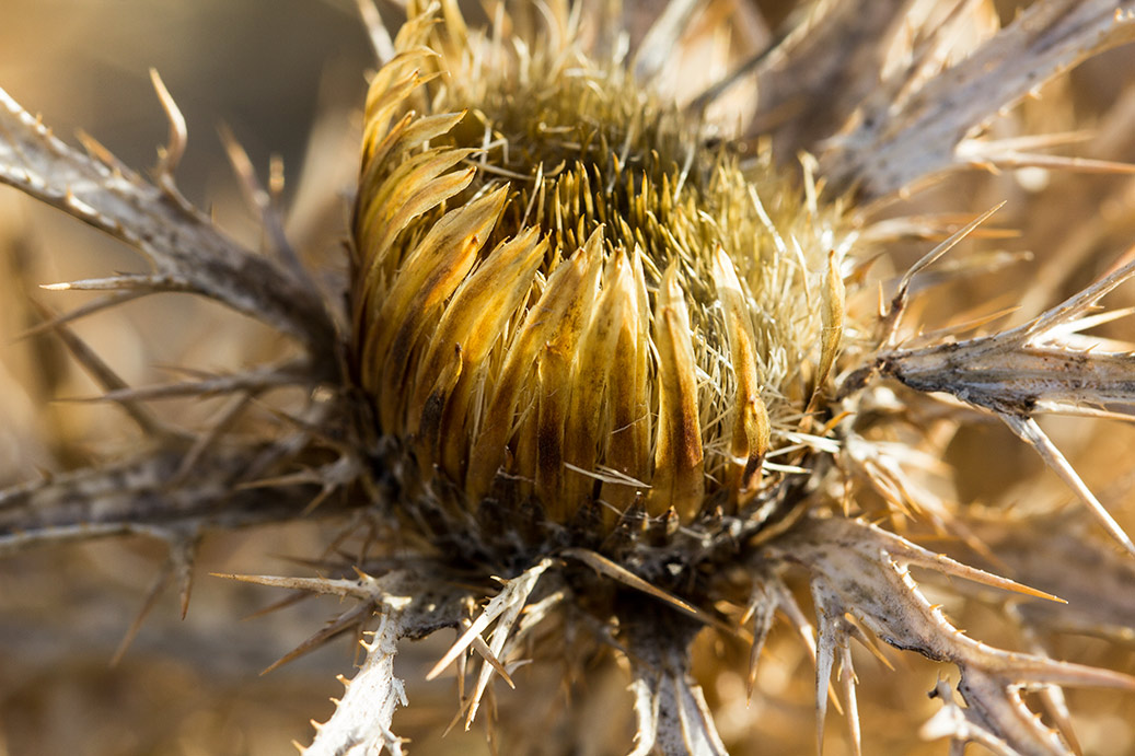 Image of Carlina graeca specimen.