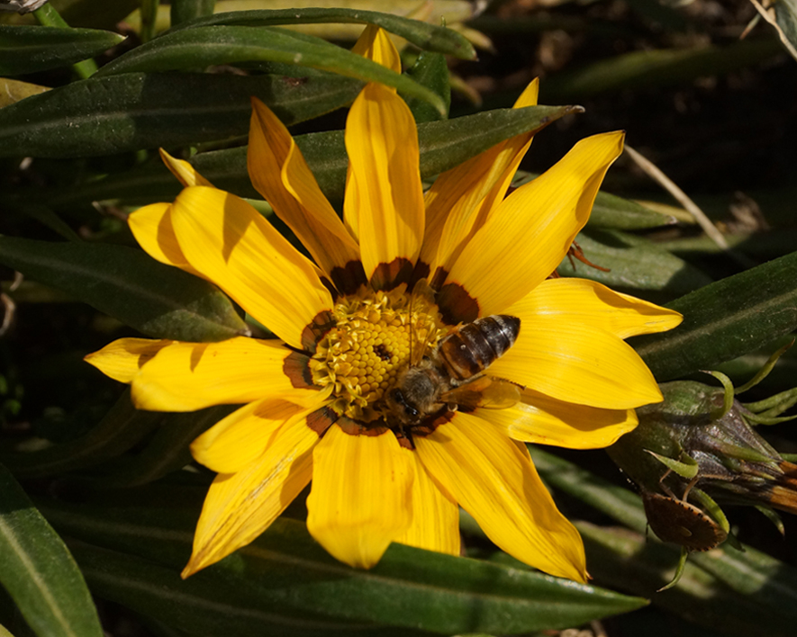 Image of genus Gazania specimen.