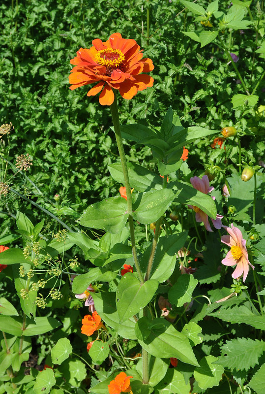 Image of Zinnia elegans specimen.