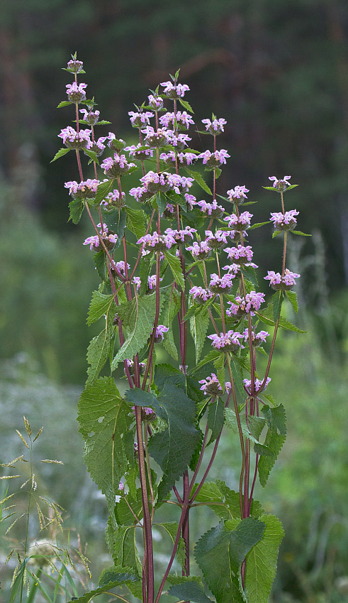 Image of Phlomoides tuberosa specimen.