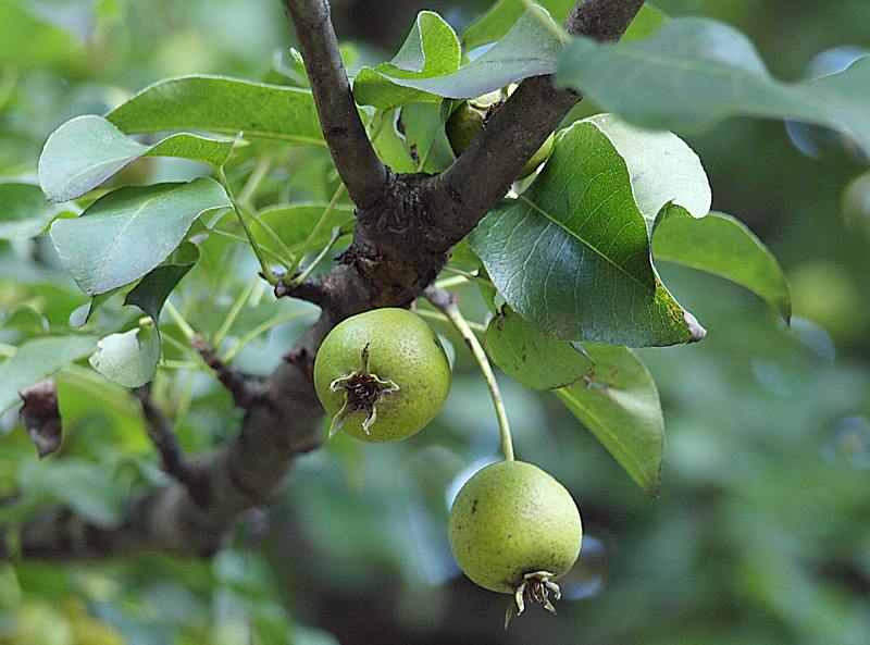 Изображение особи Pyrus pyraster.