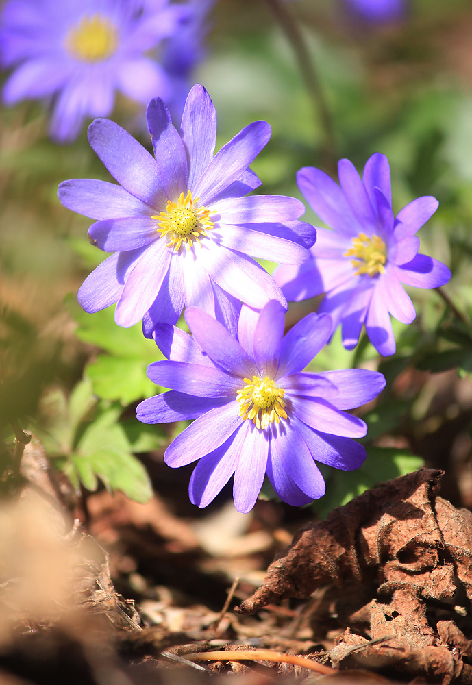 Image of Anemone banketovii specimen.