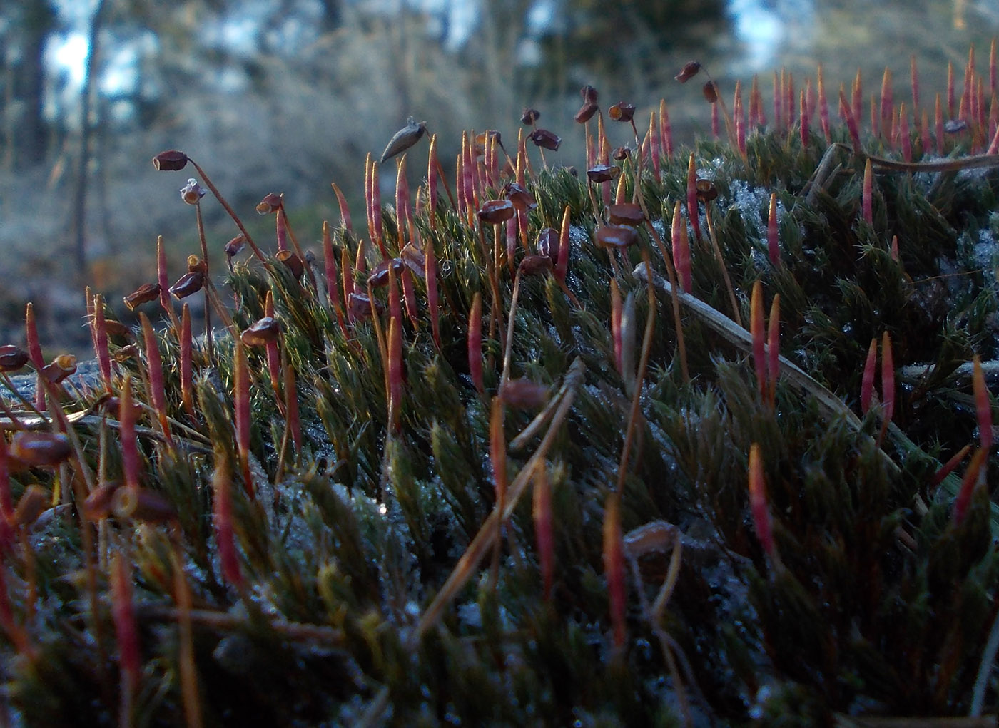 Image of Polytrichum piliferum specimen.