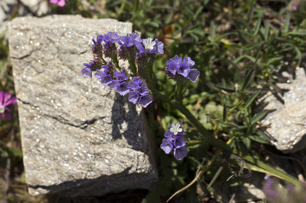 Image of Limonium sinuatum specimen.