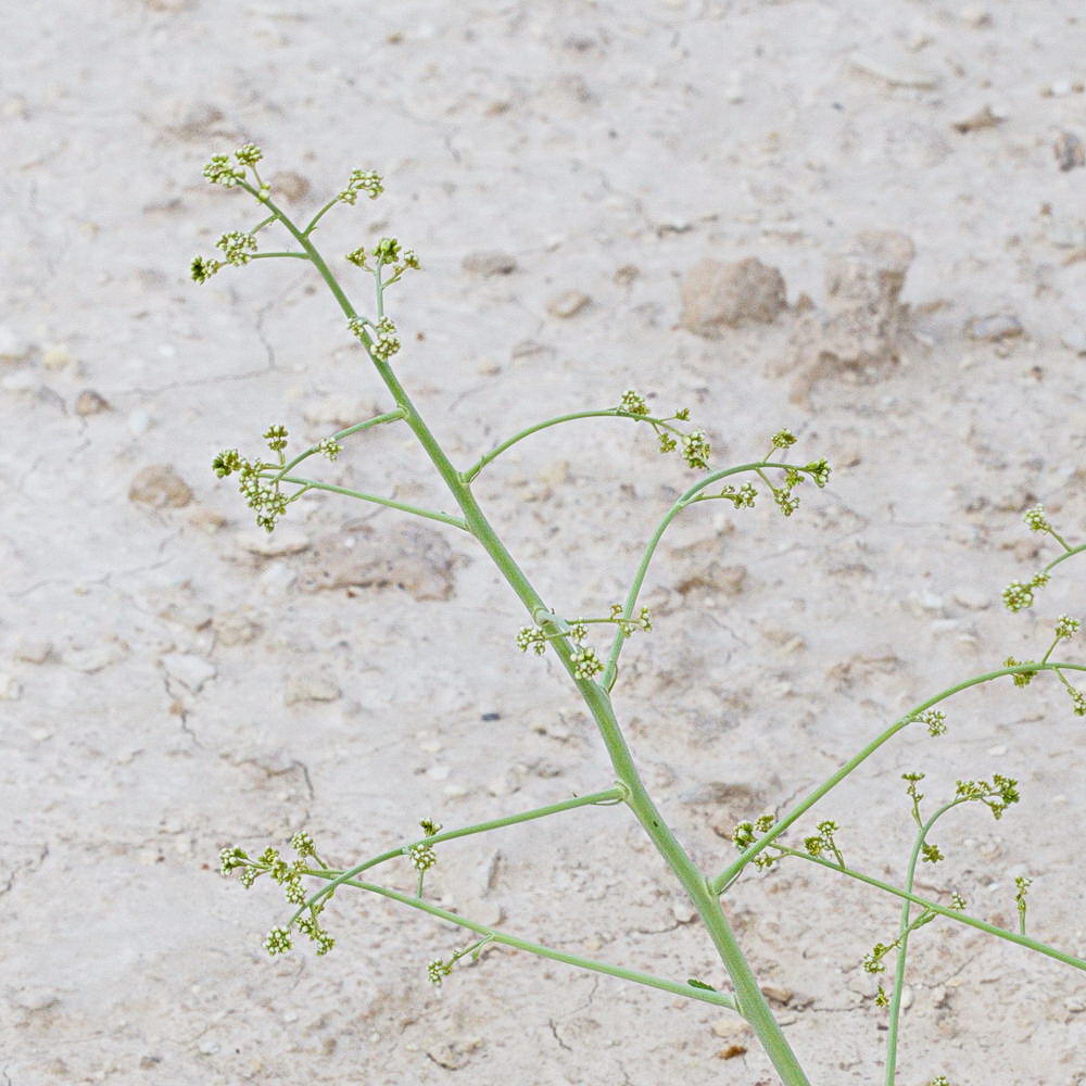 Изображение особи Crambe edentula.