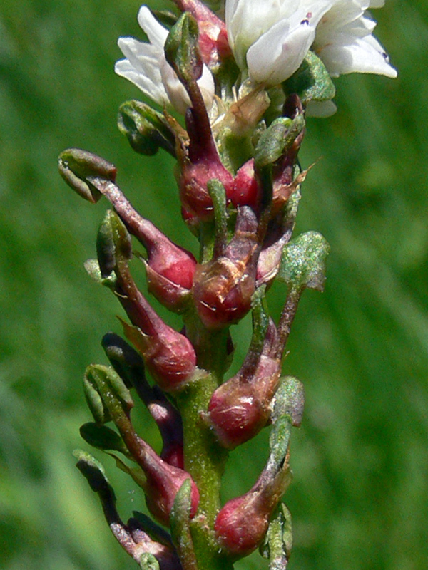 Image of Bistorta vivipara specimen.