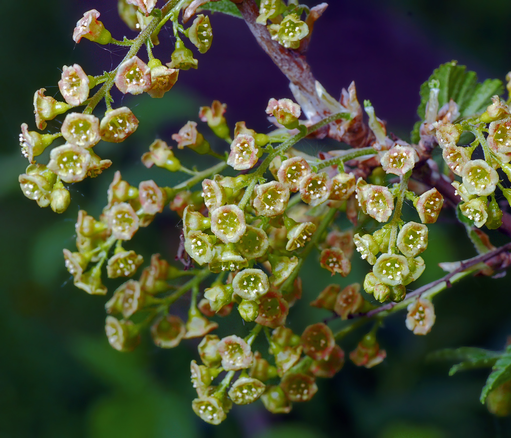 Изображение особи Ribes rubrum.