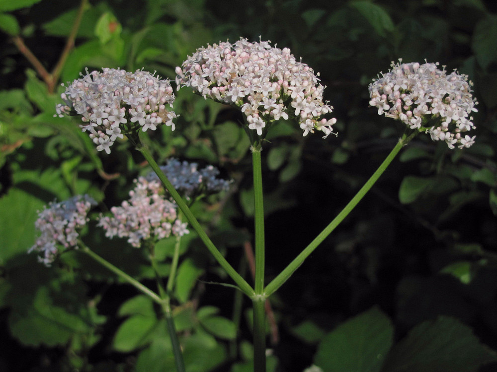 Image of Valeriana grossheimii specimen.