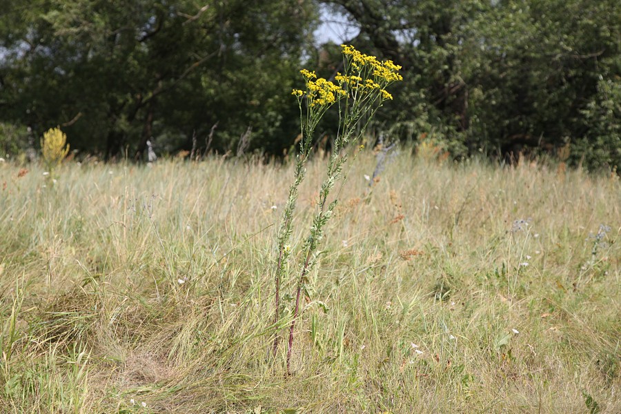 Изображение особи Senecio jacobaea.