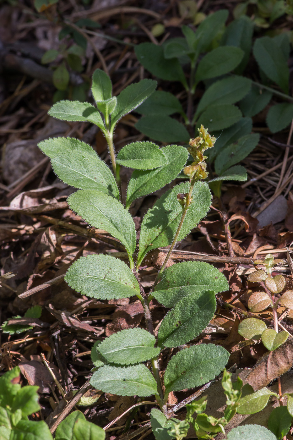 Image of Veronica officinalis specimen.