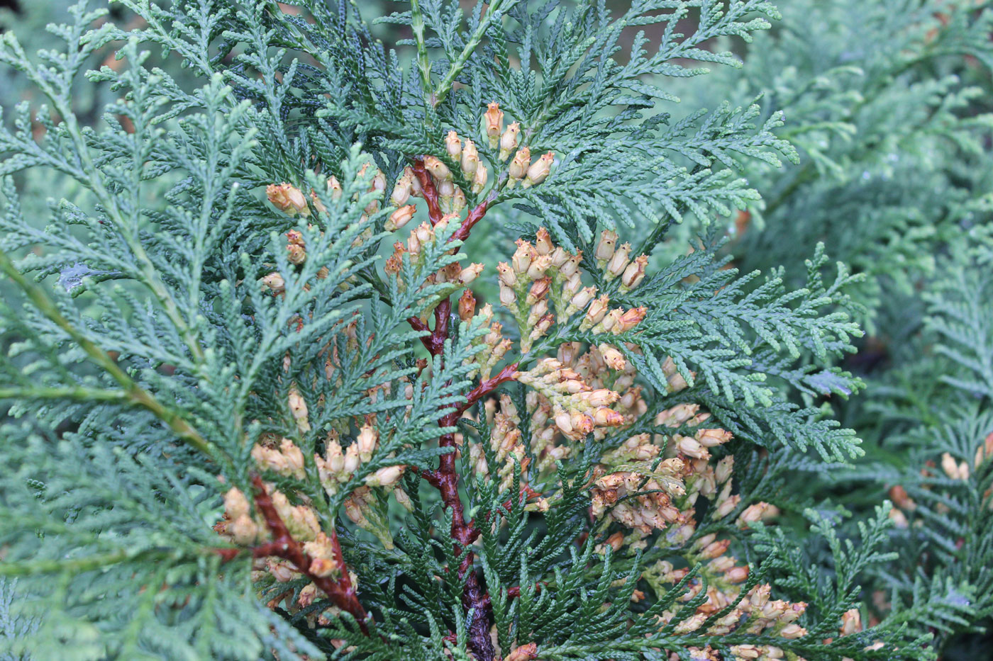 Image of Thuja koraiensis specimen.