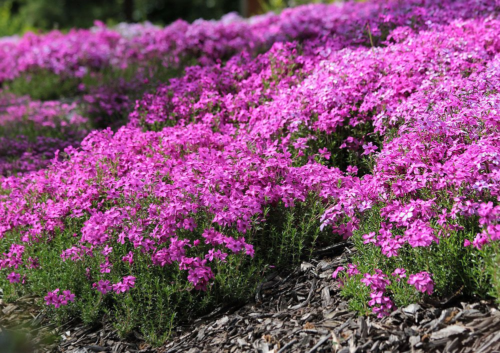 Image of Phlox subulata specimen.