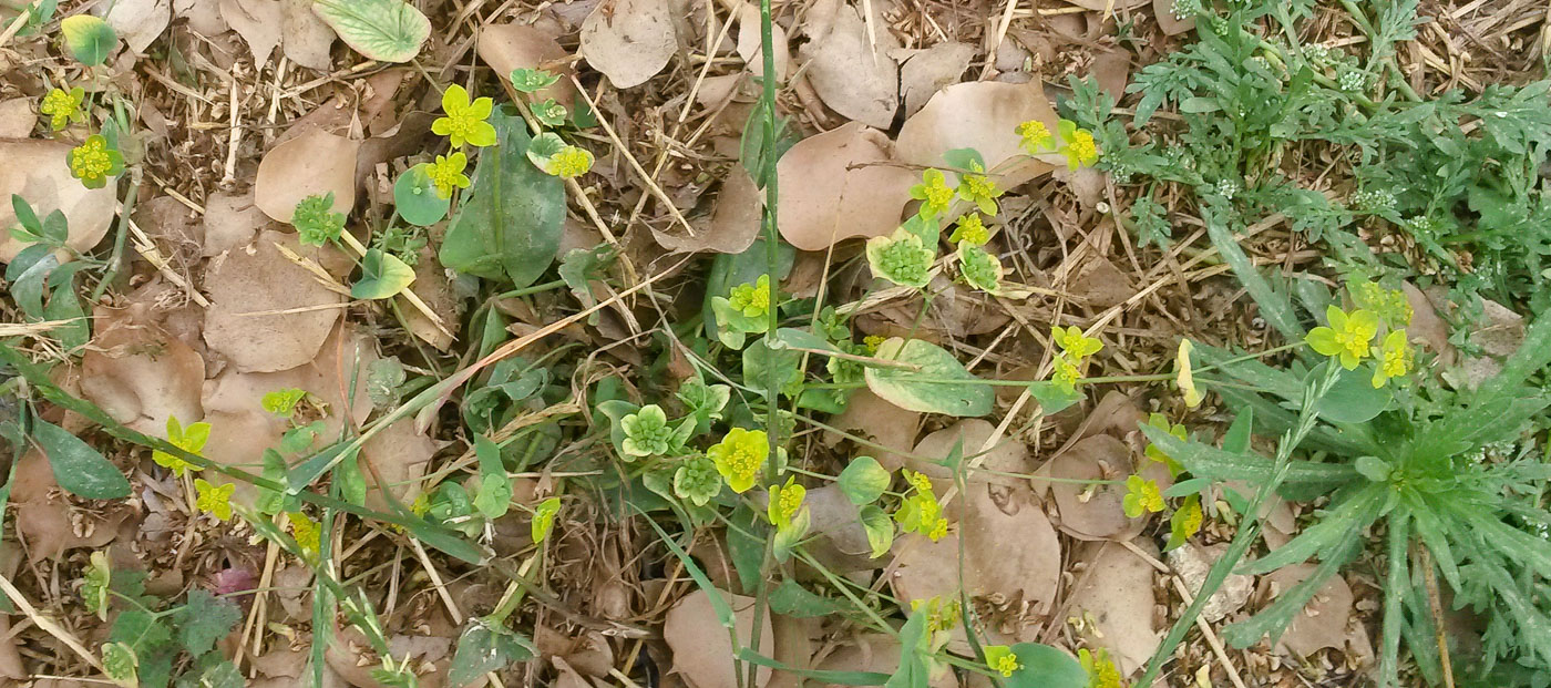 Image of Bupleurum subovatum specimen.