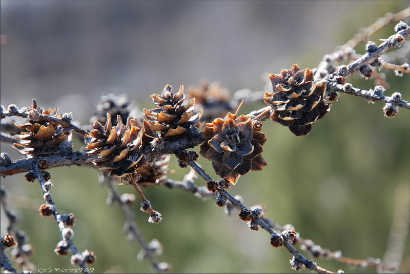 Image of Larix cajanderi specimen.