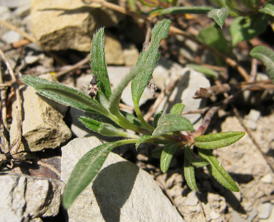 Изображение особи Helianthemum canum.