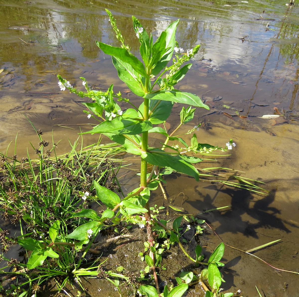 Image of Veronica anagallis-aquatica specimen.