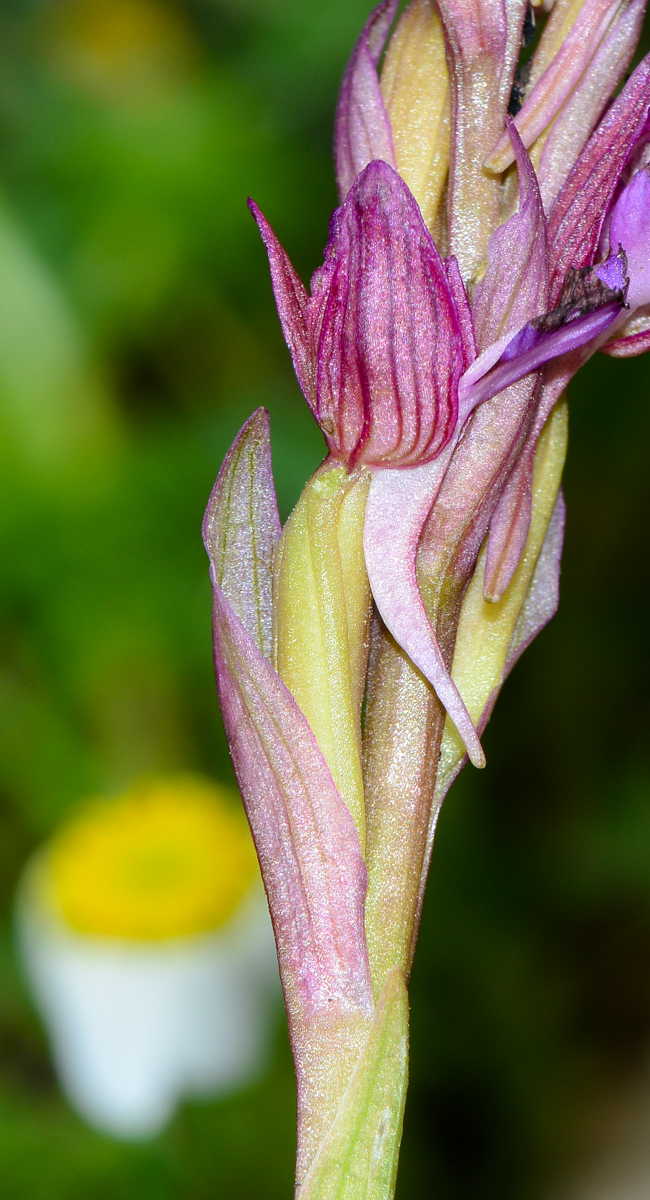 Изображение особи Anacamptis papilionacea ssp. schirwanica.