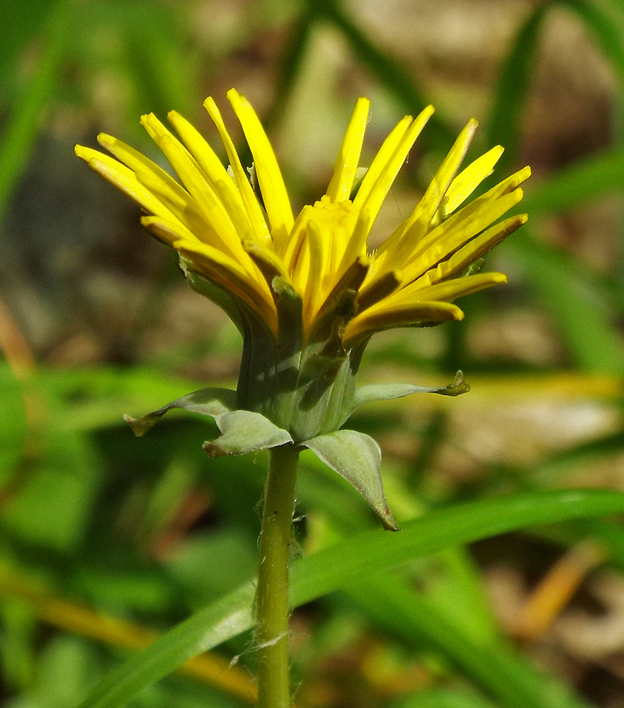 Изображение особи Taraxacum microlobum.