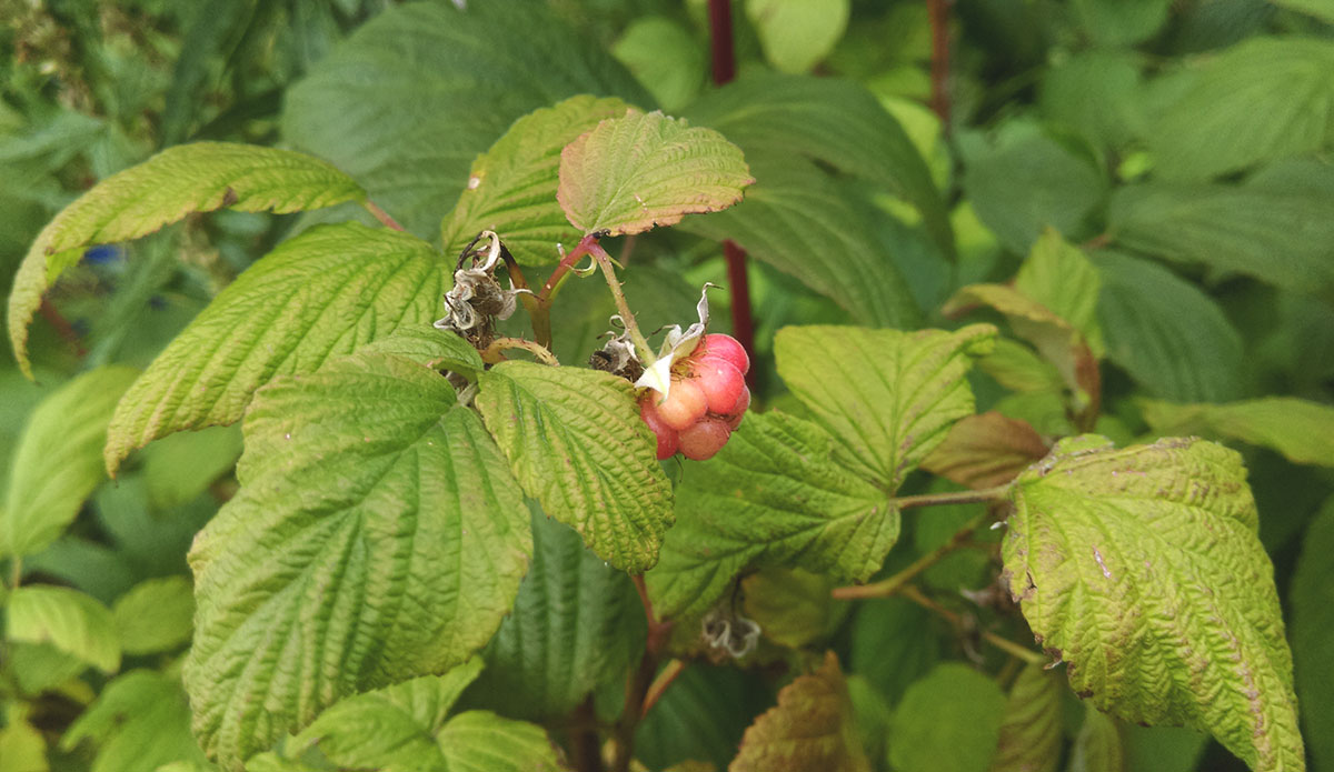 Изображение особи Rubus idaeus.