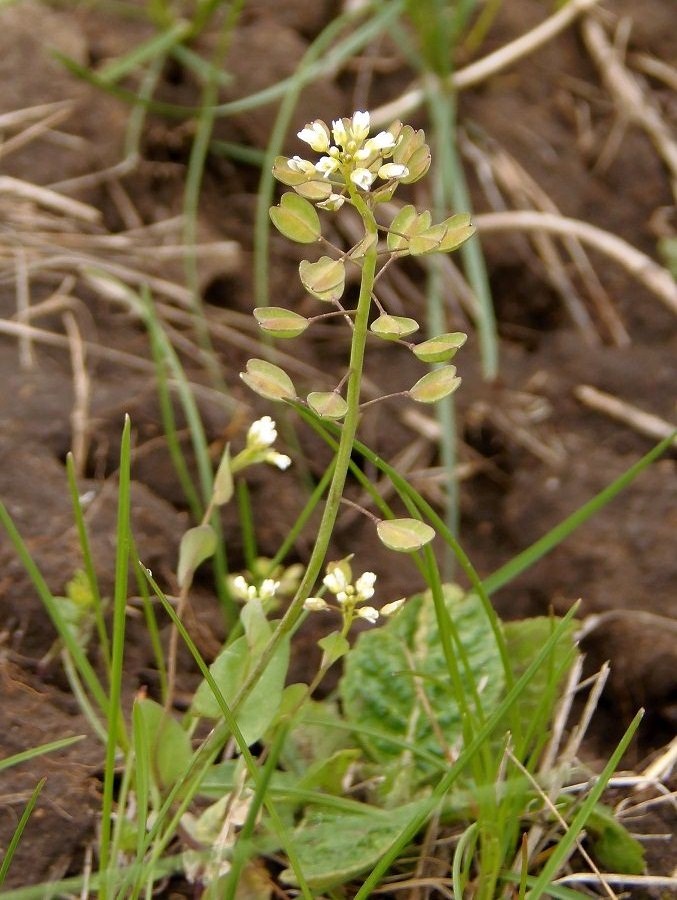 Image of Microthlaspi perfoliatum specimen.