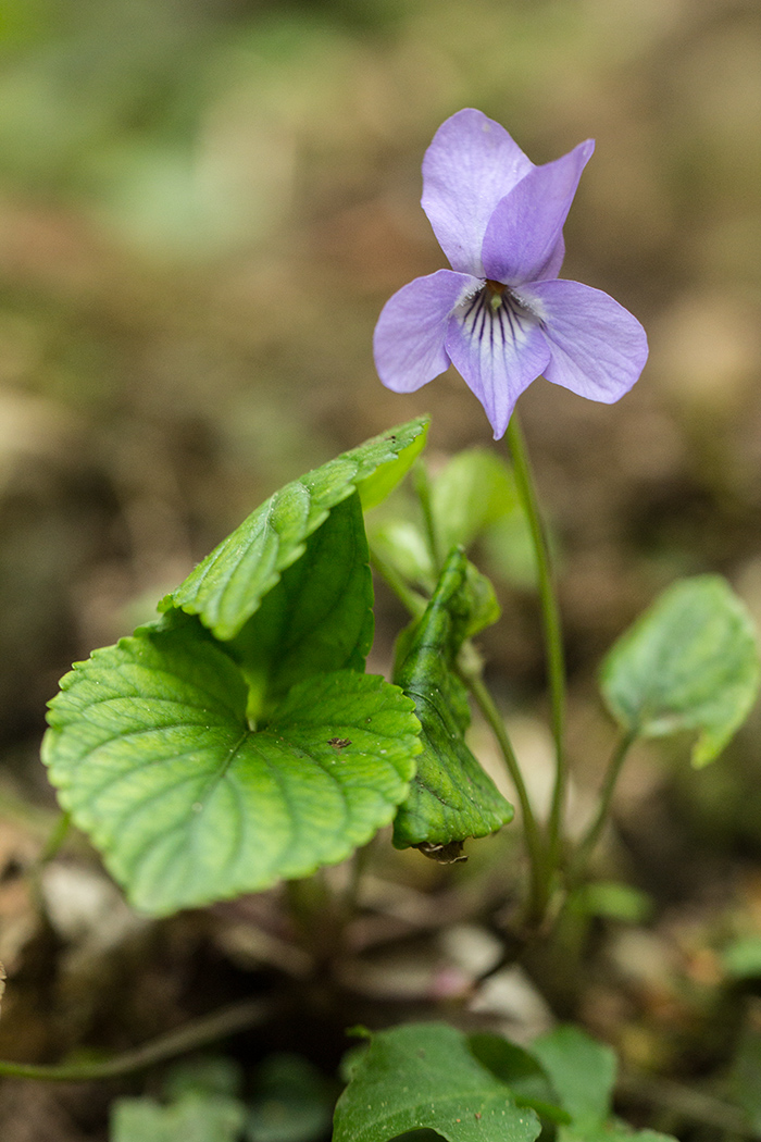 Image of genus Viola specimen.