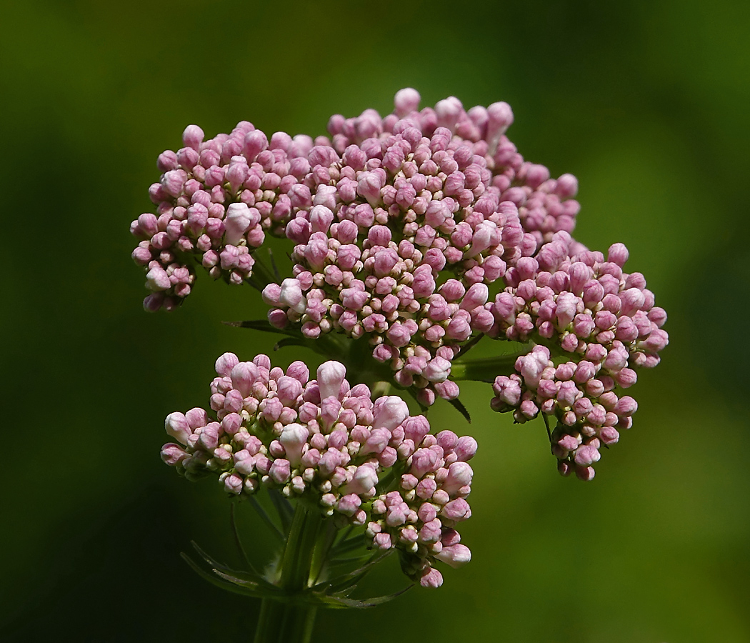 Image of Valeriana officinalis specimen.