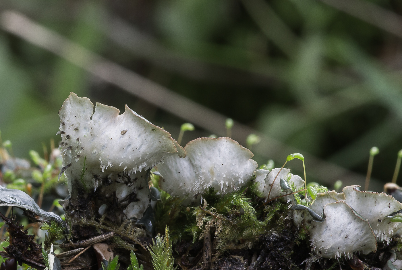 Image of genus Peltigera specimen.