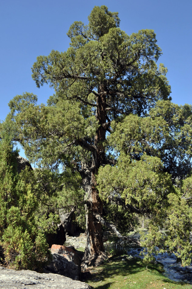 Изображение особи Juniperus semiglobosa.