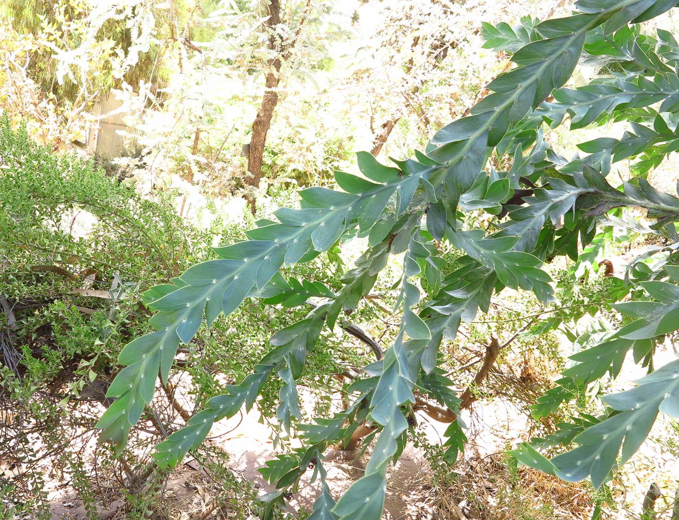 Image of Acacia glaucoptera specimen.