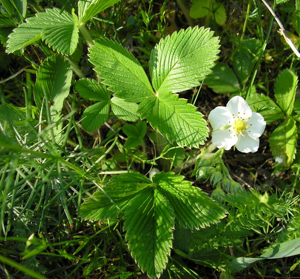 Image of Fragaria campestris specimen.