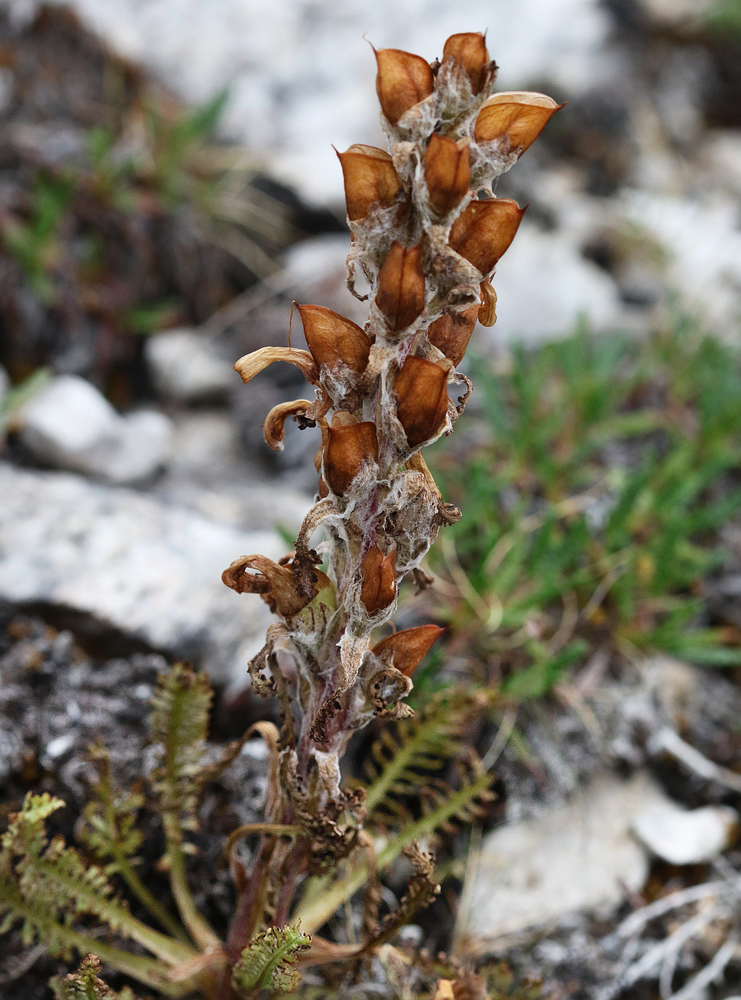 Изображение особи Pedicularis oederi.