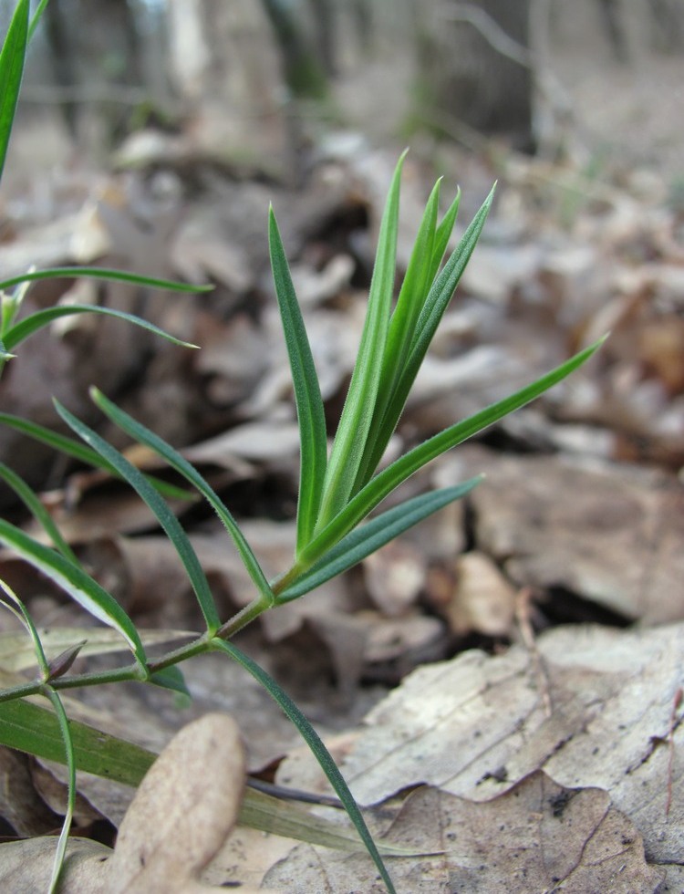 Image of Stellaria holostea specimen.