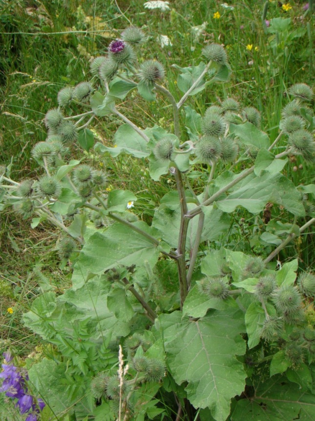 Изображение особи Arctium palladinii.