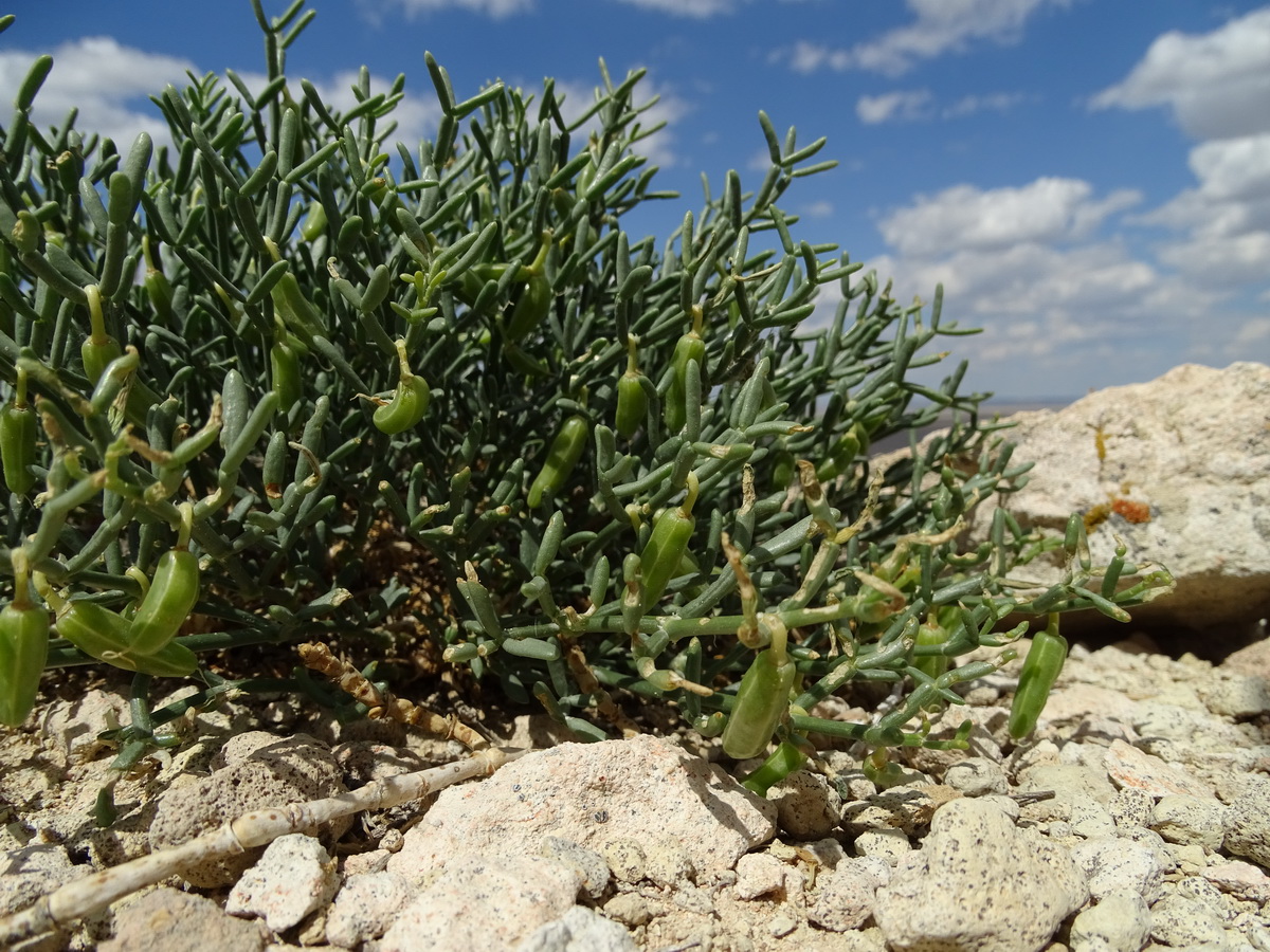 Image of Zygophyllum turcomanicum specimen.