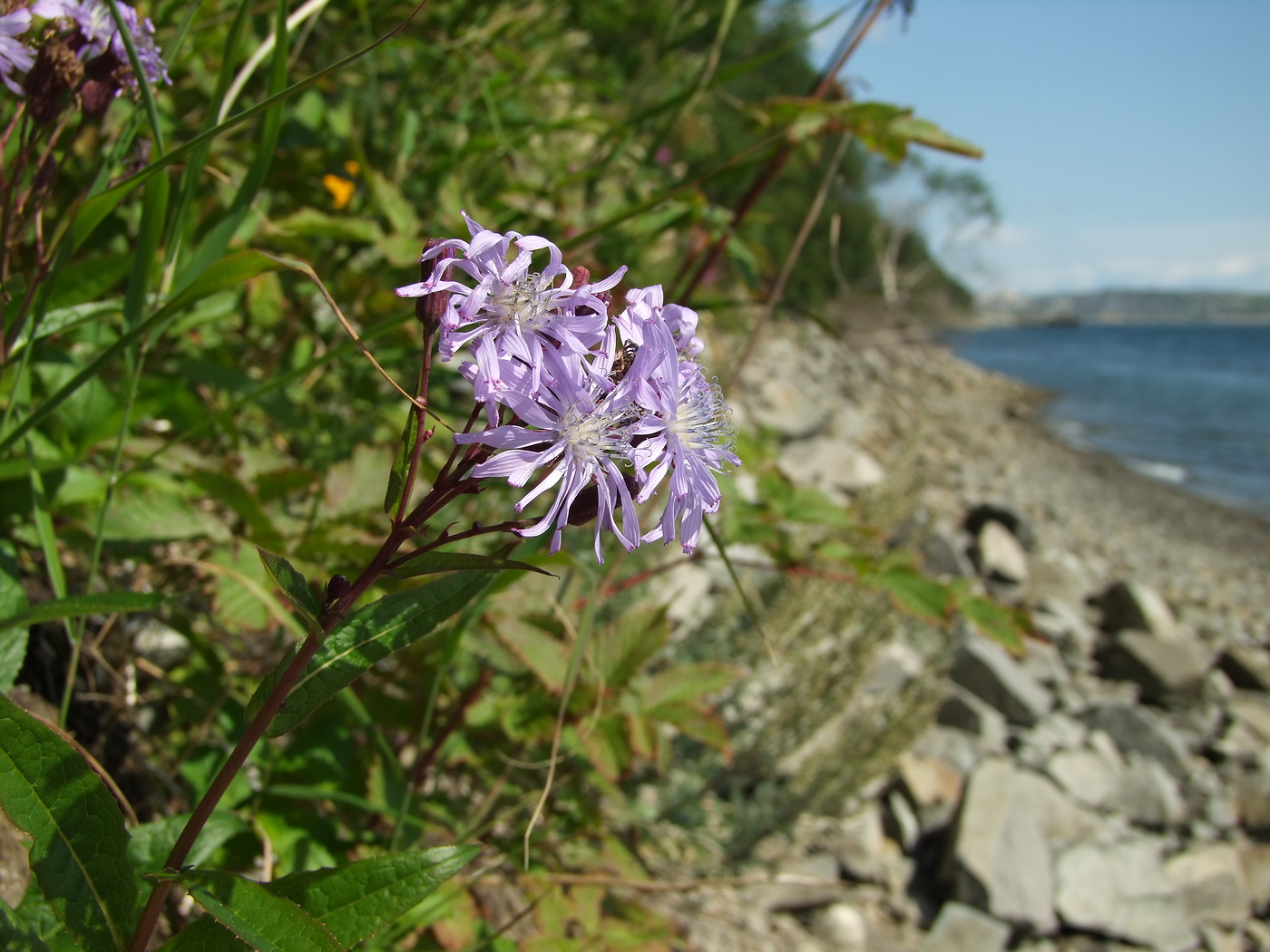 Image of Lactuca sibirica specimen.