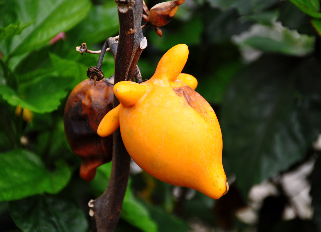 Изображение особи Solanum mammosum.