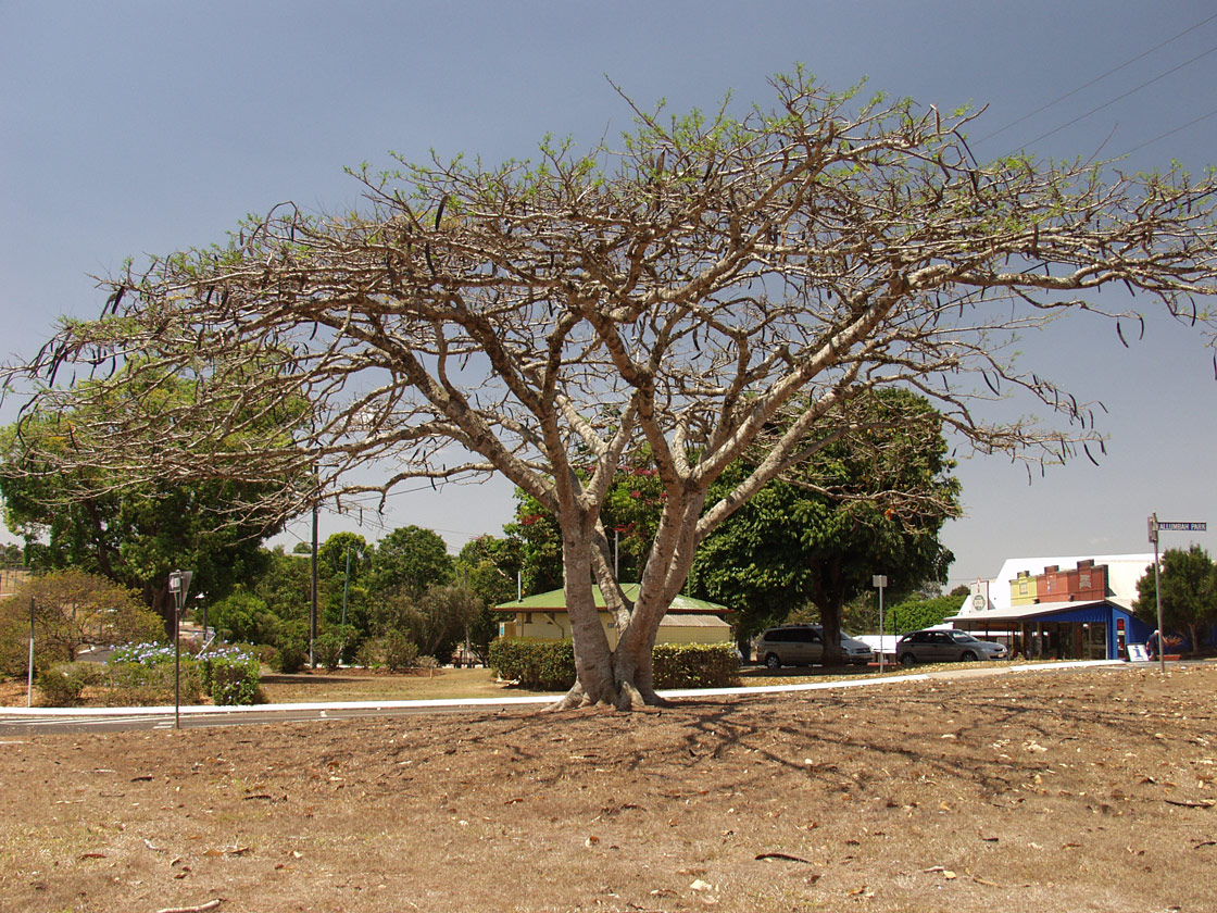 Изображение особи Delonix regia.