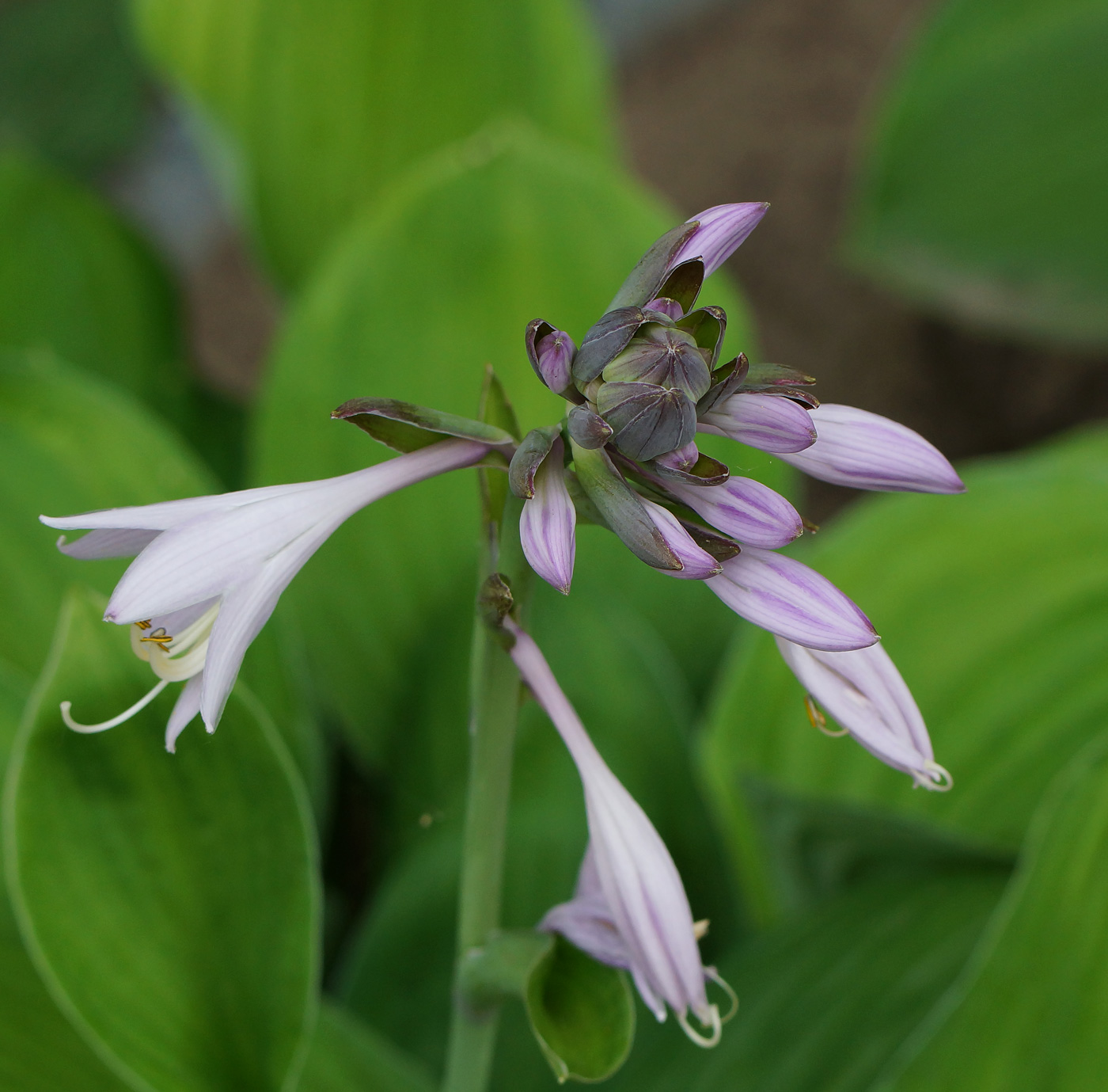 Image of genus Hosta specimen.