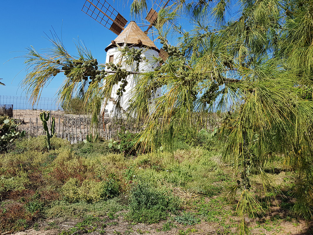 Image of Casuarina equisetifolia specimen.